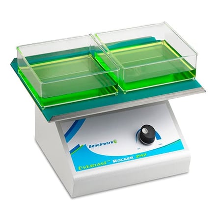 Benchmark Everlast Rocker 247